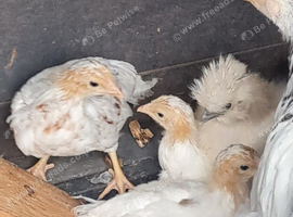 4 unsexed yokohama chicks (off heat)5 weeks old