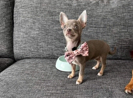 Xs Chihuahua girls