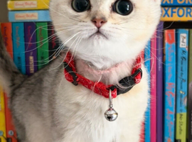 BSH Sliver tipped girl !