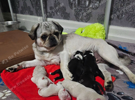 Pug puppies for sale