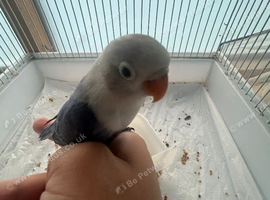 Hand tamed baby lovebird