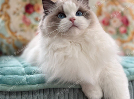 2 Twin mitted tabby boys