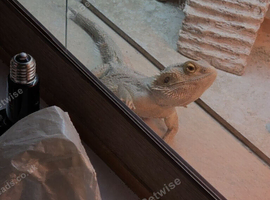 Female Bearded dragon with full set up - NO OFFERS