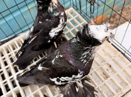 tiger bokharo trumpeters