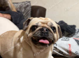 female pug