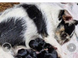 Yorkshire terrier x jackrussel