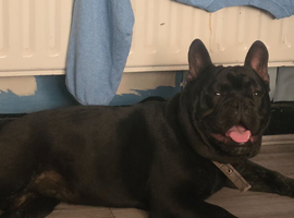 Frenchie cross British bulldog
