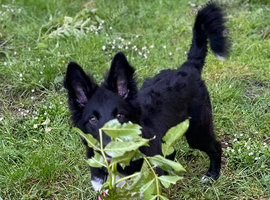 Border Collie X Kelpie
