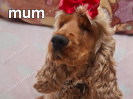 Show type spaniels