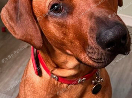 Rhodesian pedigree three years looking to stud