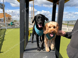 Family pets for rehoming