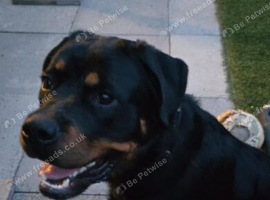 21 month old for rehoming