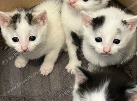 Kittens