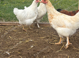POL chickens available