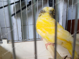 Cock Pied greenfinch for sale