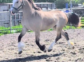 Beautiful quality welsh D dun mare