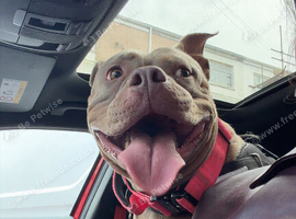Female lilac pocket bully 2 years old