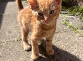 Beautiful ginger kittens