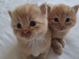 Kittens for sale