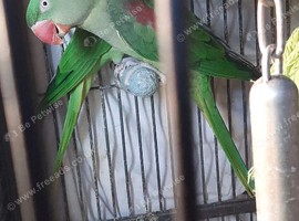 Alexandrine pari King birds