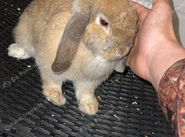 Cinnamon mini lop girl show Rabbit