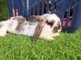 French lop cross giant continental