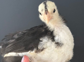 Pekin bantams