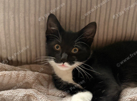 15 week old female