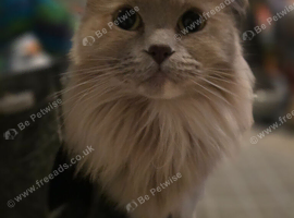 Nutered/polydactyl