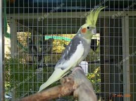 Many Male and Female Cockatiels Available