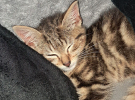 Bengal kitten to rehome