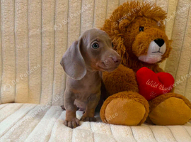 Miniature dachshund