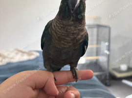 Hand tamed voilet conure