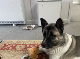 Adorable American Akita