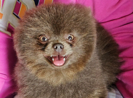 XS pomeranian for stud only