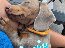 ️REDUCED ️ LAST ONE! Mini daxie isabella and tan