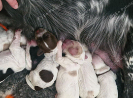 kc cocker pups