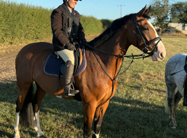 16.2 flashy 5yo