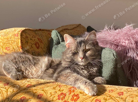 3 beautiful Maine coon mix kittens
