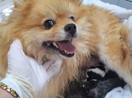 Beautiful pomeranian pups just born!!