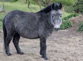 Mini Mule Mare