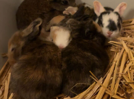 baby bunnies