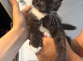 Black and white kitten male