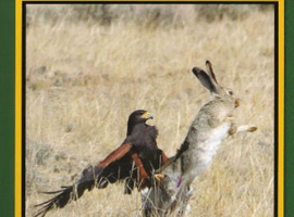 The harris's Hawk  Revolution book
