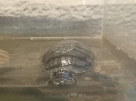 Looking for new loving home