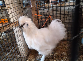 Pair young silkies