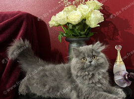 Stunning Blue Persian Girl, fully vaccinated Ready 8th October