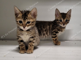 Stunning pure bengal kittens Peterborough