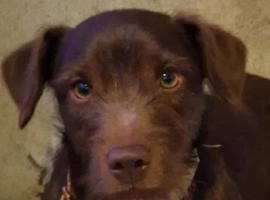 Chocolate Brown Patterdale Terrier for stud!