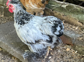 So pretty Pekin boy ... with a smidge of Silkie!